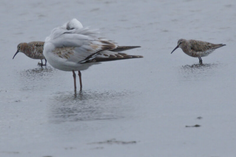 Bécasseaux cocorlis